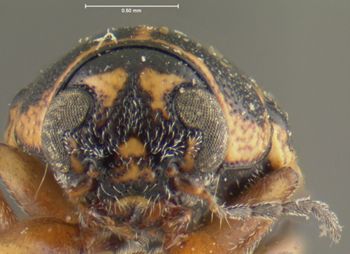 Media type: image;   Entomology 24931 Aspect: head frontal view